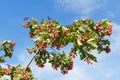 Branch of Acer ginnala Royalty Free Stock Photo