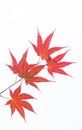 A branch of the acer palmatum, palmate maple or japanese maple