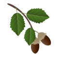 A branch with acorns and cork oak leaves on a white background. Royalty Free Stock Photo