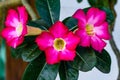 A Branch Of Adenium Flower That Is Blooming Is Pink And Yellow