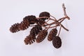 A branch of alder with cones isolated on white background.