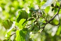 A branch of alder leaves and green cones. Branch of Alnus glutinosa