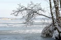 Branch of an alder tree covered with snow on the shore of a partly frozen lake winter landscape in MecklenburgVorpommern