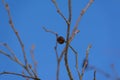 Branch of alders with cones against a clear blue sky