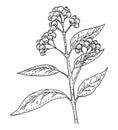 Branch of allspice with leaf and pepper. Vintage vector hatching