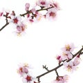 Branch with almond flowers
