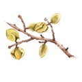 The branch of the almond. Isolated on a white background. Watercolor illustration.