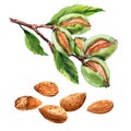 Branch of almond nut tree with green leaves, and group of tasty nuts, whole nuts in skins and peeled isolated, hand