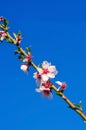 Branch of almond tree with first flowers and turgid buds.