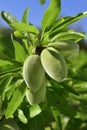Branch of almond tree with green almonds Royalty Free Stock Photo