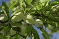 Branch of almond tree with green almonds Royalty Free Stock Photo