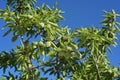 Branch of almond tree with green almonds Royalty Free Stock Photo