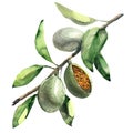 Branch of almond tree with green almonds isolated, watercolor illustration Royalty Free Stock Photo