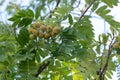 Branch of almond tree with green almonds nuts Royalty Free Stock Photo