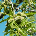 A branch of almond tree with some green almonds Royalty Free Stock Photo