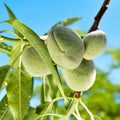 A branch of almond tree with some green almonds Royalty Free Stock Photo