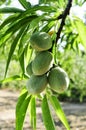 A branch of almond tree with some green almonds Royalty Free Stock Photo