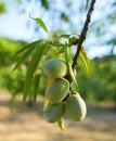 A branch of almond tree with some green almonds Royalty Free Stock Photo