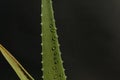 A branch of aloe plant with dew drops. Black background