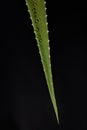 Branch of an aloe plant. Black background