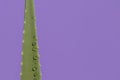 Branch of aloe plant with dew drops. purple background. copy space