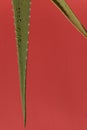 Branch of aloe plant with dew drops. red background. copy space