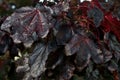 Branch of amazing dark-purple autumn leaves of Crimson King Norway maple tree