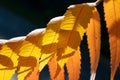 Branch of amazing yellow-red autumn exotic leaves closeup