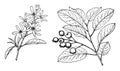 Branch of Amelanchier Obovalis vintage illustration