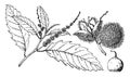 Branch of American Chestnut vintage illustration