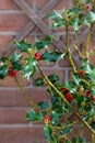 American hollies holly ilex opaca red berries english branch leaves wall symbol New Year Christmas bush green Royalty Free Stock Photo