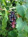 Branch of American Pokeweed (Phytolacca Americana) Plant with Berries.