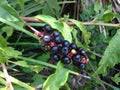 Branch of American Pokeweed (Phytolacca Americana) Plant with Berries.