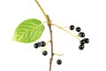 Branch of Amur chokecherry Prunus maackii with Black berries and green leaf isolated on white