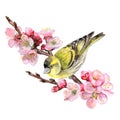 Birds Siskin sits on a flowering cherry branch. Apricot, cherry, sakura. Illustration,