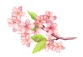 Branch of apple blossom, cherry tree flowers sakura . Vintage watercolor botanical illustration Royalty Free Stock Photo