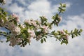 A branch of Apple blossoms on a background of the spring sky