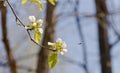 A branch of Apple blossoms,flying towards her little bee Royalty Free Stock Photo
