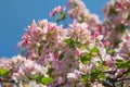 branch with apple blossoms, full bloom at springtime, blue sky Royalty Free Stock Photo