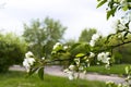 Branch of Apple blossoms spring in the Park summer Royalty Free Stock Photo