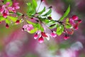 Branch of Apple with pink flowers against the clear spring sky