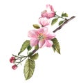 Branch of an apple spring blossom tree, flowers, buds, springtime blooming watercolor illustration.