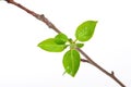 Branch apple tree Royalty Free Stock Photo