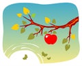 Branch of apple-tree