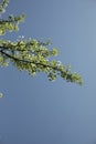 Branch of apple tree against sky. Tree on blue sky background. Plant in spring Royalty Free Stock Photo