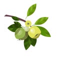 Branch of apple tree. Apples Fruit illustration, fruits and leaves isolated on a white background. Food Design Element