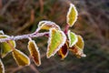 Branch of an apple tree with autumn leaves covered with frost along the edge. Autumn frosty weather Royalty Free Stock Photo