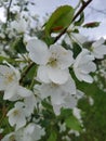 a branch of a apple tree covered with white, delicate flowers