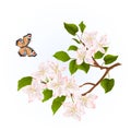 Branch of apple tree with flowers and butterfly watercolor nature background vintage illustration editable