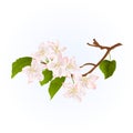 Branch apple tree with flowers nature background vintage vector Royalty Free Stock Photo